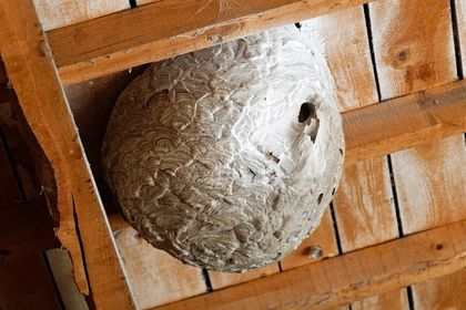 Le calendrier des nids de frelons et de guêpes en Aveyron