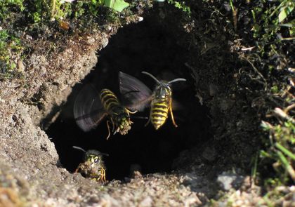 Piqûre de frelon ou de guêpe : que faire ?